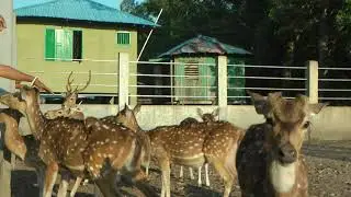 Captive Spotted Deer