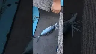 Tral avına devam part 2