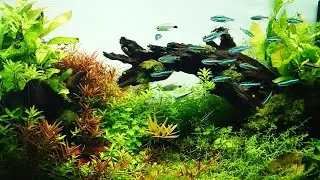 9 BEST Aquascapes | ADA aquarium shop in Tokyo 2021