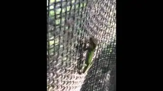 Lizard eating bug
