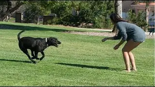 How To Teach A Puppy Recall - Dog Recall Training
