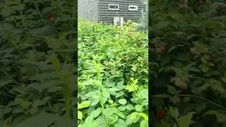 RESULT of pinching raspberry shoots after 3 weeks! 