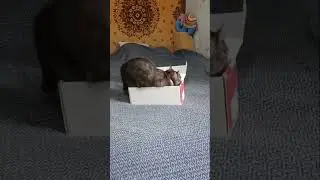 Хоромы😄😄😄