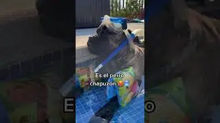 VIDEOS WITH PANDITA 😂 I'll answer you on insta: valmaseda