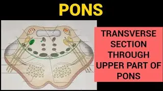 Pons Anatomy (3/3) | T.S. through Upper Part of Pons