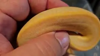 Albino Ball Python Variety 2024 Hatch Season