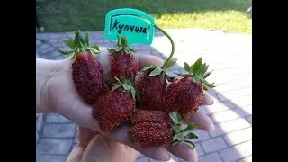 Купчиха - клубника, описание сорта (Российский сорт)