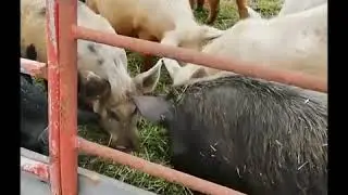 Свинья кайфует!