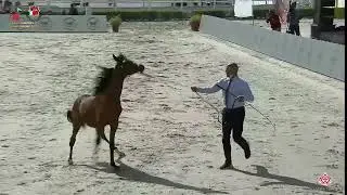 N216 RAYAN BD - Emirates Arabian Horse Breeders Championship 2021 - Yearling Colts (Class 6B)