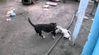 Продуманный кошак заигрывает с собакой на цепи!