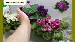 Фиалко-перлитный каламбур. Отсыпали перлита