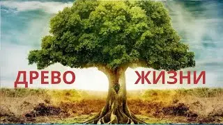 МЕДИТАЦИЯ ДРЕВО ЖИЗНИ