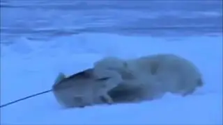 Маламут отгоняет белого медведя