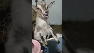 🐐 пожадничал  Кузьма