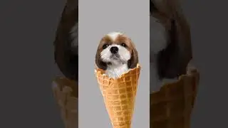 Cute and Funny Shih Tzu Dog 😂🤣🐶🍦💖