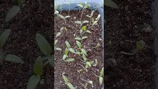 СДЕЛАЙТЕ ТАК, ЧТОБЫ РАССАДА ПОМИДОРОВ БЫЛА КРЕПКАЯ И КОРЕНАСТАЯ