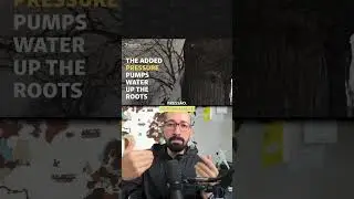 Árvore jorrando água é Fake ou Verdade?
