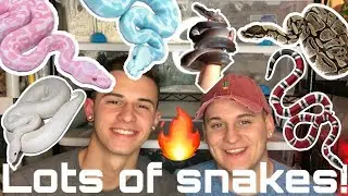 All of Our Snakes!!!