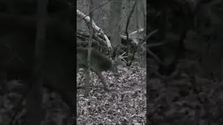 Ground Buck Hunt #deer #bowhunt #archery #bowhunter #bowhunting #hunting #deerhunt #deerhunting