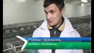 Секреты разведения кроликов