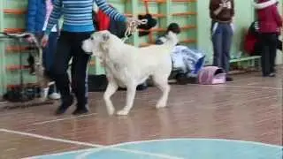 Готовимся к выставке.