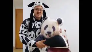 Panda Throw Pillows (Bao Bao, Tai Shan, Qing Qing Qi Zai, Xiao Li Wu)