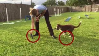 Puppy Tugging: Introducing the Two Toy Game