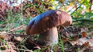 Boletus Edulis Noviembre 2018