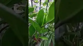 Lovely croton, zz, spider plant from my small garden 