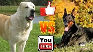 Алабай против Добермана. Alabai against Doberman. Animals Battle.