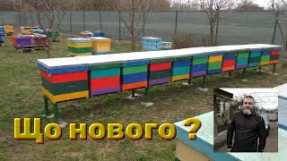 Що на пасіці. Фацелія. Про Бороду.