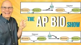 Biochemistry Foundations for AP Bio Students | The Biology of MPox