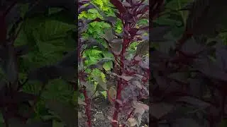 САД