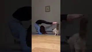 My new cat Xena, is so cute! 🩵 #helenacontortion #contortion #flexibility #elbowstand #shorts