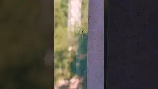 Танцующий комар!🦟