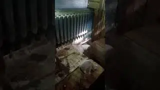 знакомство с обитателями тайной комнаты.