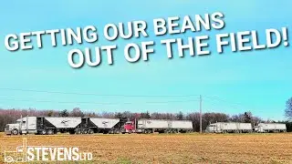 GIVIN'ER THE BEANSSS!!!! 4 Of Our Trucks Are Waiting For A Load Of OUR OWN BEANS!!