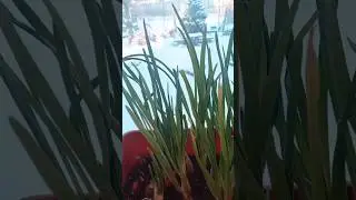 Огород на окне. За окном зима a у нас  зелёный лук  