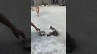 🐕 köpek 🌹