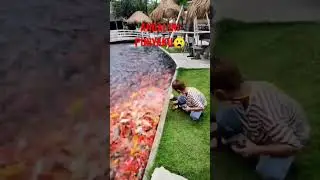 Kolam Ikannya Bikin Betah #shorts #ikanmas #ikanhias #ikankoi #ikankoibesar #ternakikan #koi
