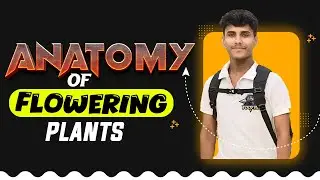 Anatomy of Flowering Plant• Class 11 NCERT Explanation