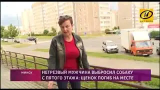 ОНТ: Нетрезвая компания выбросила щенка с пятого этажа в Минске