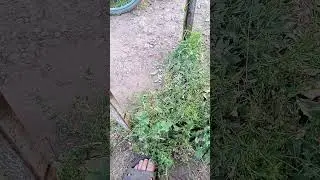 Есть чеснок на тощак.