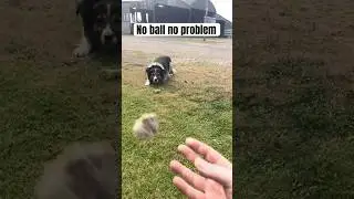 No ball no problem #dog #pets #animals