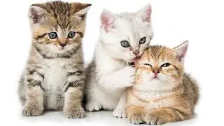 This is why I want a cat :)