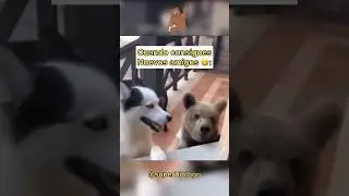Oso Haciendo Amigos 🐻 | Final inesperado 🤣🤌🙈