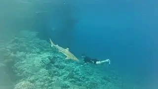 Swimming Underwater with Sharks