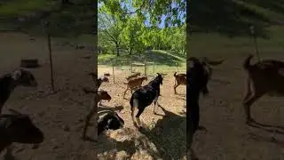 Trying out the pond pasture for the first time