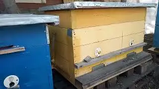 Парадоксы перезимовки пчел, парадоксы развития в сезон 2023, Самара