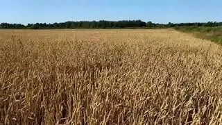 Ещё одно направление в нашем хозяйстве. Выращивание зерновых культур.